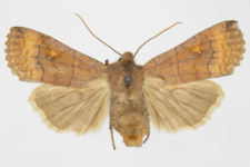 Eupsilia transversa