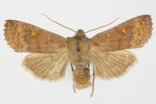 Eupsilia transversa
