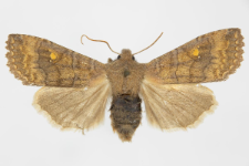 Eupsilia transversa