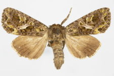 Trachea atriplicis