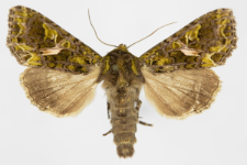 Trachea atriplicis