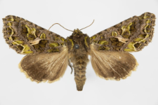 Trachea atriplicis