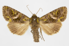 Trachea atriplicis