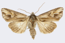 Actinotia polyodon