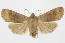 Eupsilia transversa