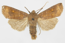 Eupsilia transversa