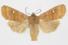 Eupsilia transversa f. albipuncta