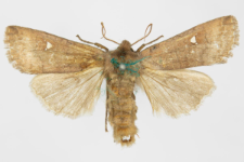 Eupsilia transversa f. albipuncta