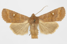 Eupsilia transversa f. albipuncta