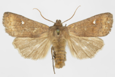 Eupsilia transversa f. albipuncta