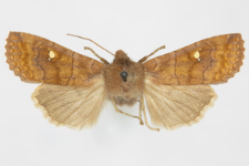 Eupsilia transversa f. albipuncta