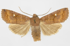 Eupsilia transversa f. albipuncta