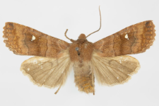 Eupsilia transversa f. albipuncta