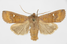 Eupsilia transversa f. albipuncta