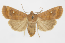 Eupsilia transversa f. albipuncta