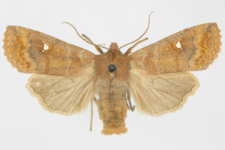 Eupsilia transversa f. albipuncta
