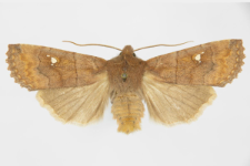 Eupsilia transversa f. albipuncta
