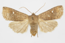 Eupsilia transversa f. albipuncta