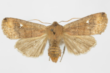 Eupsilia transversa f. albipuncta