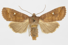 Eupsilia transversa f. albipuncta