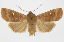 Eupsilia transversa f. albipuncta