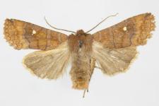 Eupsilia transversa f. albipuncta