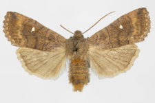 Eupsilia transversa f. albipuncta