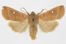 Eupsilia transversa f. albipuncta
