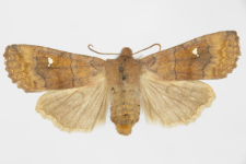 Eupsilia transversa f. albipuncta