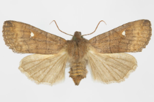 Eupsilia transversa f. albipuncta