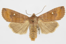Eupsilia transversa f. albipuncta