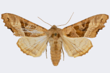 Phlogophora meticulosa