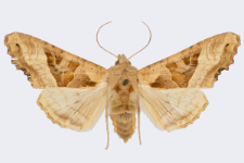 Phlogophora meticulosa