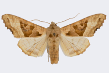 Phlogophora meticulosa