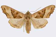 Phlogophora meticulosa