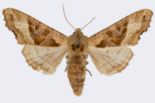 Phlogophora meticulosa