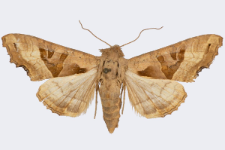 Phlogophora meticulosa
