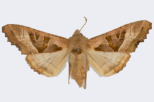 Phlogophora meticulosa