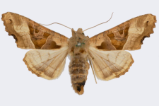 Phlogophora meticulosa