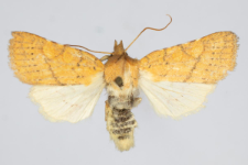 Jodia croceago