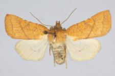 Jodia croceago