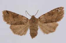 Agrochola litura