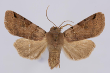 Agrochola litura