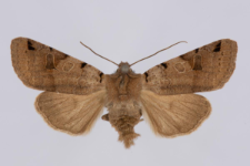 Agrochola litura