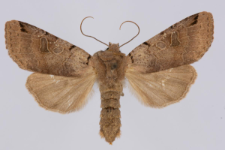 Agrochola litura