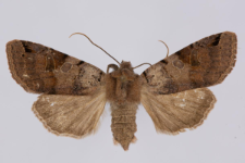 Agrochola litura