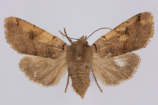 Agrochola litura