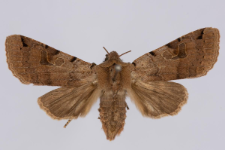 Agrochola litura