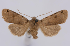 Agrochola litura