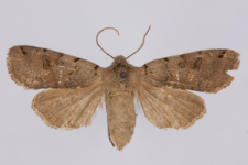 Agrochola litura